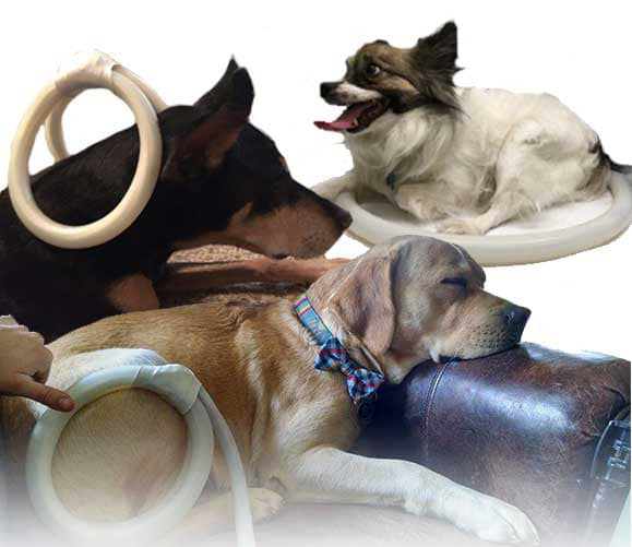 PEMF Academy Kennels Boarding Fort Myers Cape Coral
